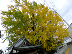乳保神社のイチョウ 2012