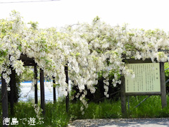 徳島県鳴門市里浦町里浦 観音寺 あま塚 白色の大フジ 2017