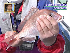 幻の鯛 鳴門の鯛
