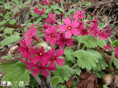 徳島県名西郡神山町 四国山岳植物園 岳人の森 シコクカッコソウ 2016