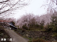 神山町上分 しだれ桜 2013