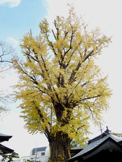 徳島県板野郡北島町 光福寺のイチョウ 2017