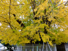 乳保神社のイチョウ 2012
