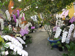 あんみつ館 お蘭見広場 秋の洋蘭展 2013