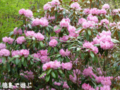 岳人の森 シャクナゲ