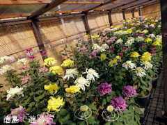 鴨島 菊人形 菊花展 2012