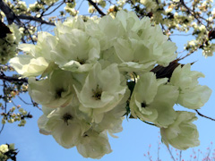 桜 鬱金桜