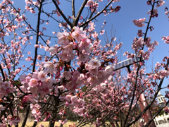 徳島県鳴門市大麻町 道の駅 第九の里 周辺 蜂須賀桜 2018