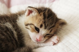 不眠症