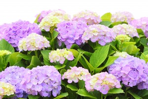 6月イメージ