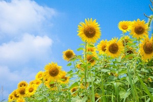 夏イメージ02