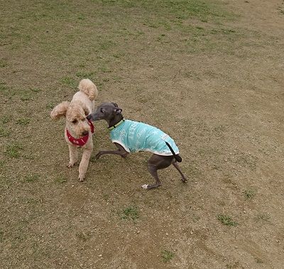 花園中央公園ドッグラン11