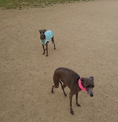 花園中央公園ドッグラン9