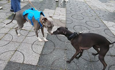 わんだらけイタグレオフ会10