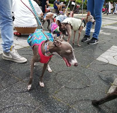 わんだらけイタグレオフ会6