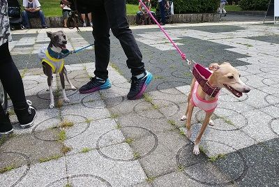 わんだらけイタグレオフ会5