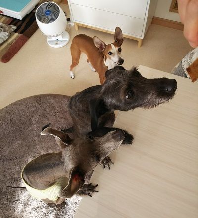 わんこカステラ5
