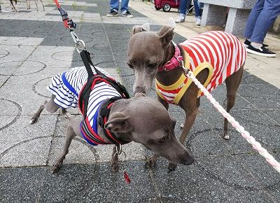 わんだらけイタグレオフ会3