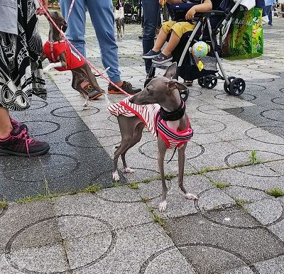 わんだらけイタグレオフ会4