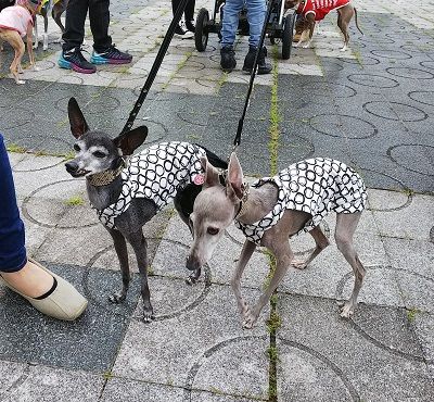 わんだらけイタグレオフ会11