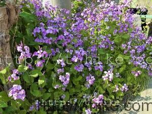 RIMG0923