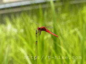 RIMG0312