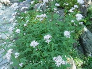 rimg0367