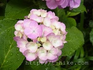 RIMG0525