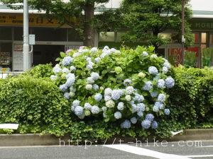 RIMG0548