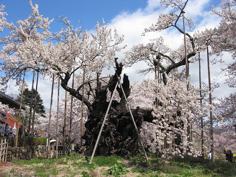 神代桜