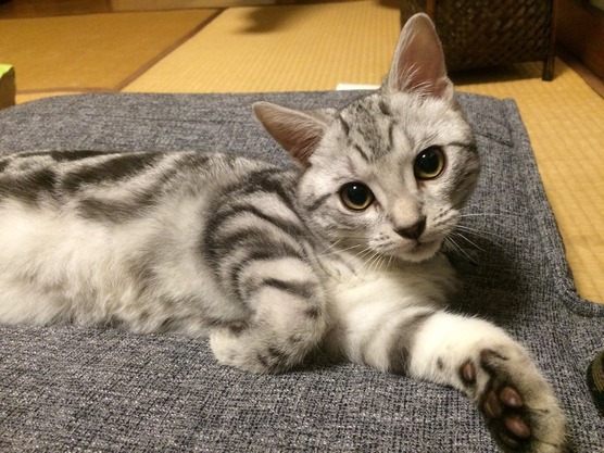 我が家のイケメンくん