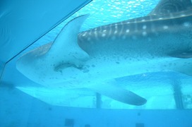 20130908-hakkei_06