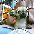 リンちゃん仔