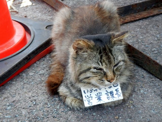 【猫】ついに犬を超えた？空前「ネコブーム」のなぜ？★3　　©2ch.net YouTube動画>3本 ->画像>28枚 