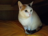 neko2