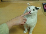 neko