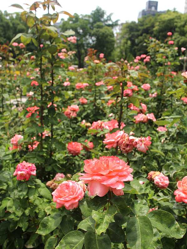 靭公園 (4)
