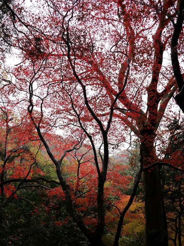山中温泉 (10)