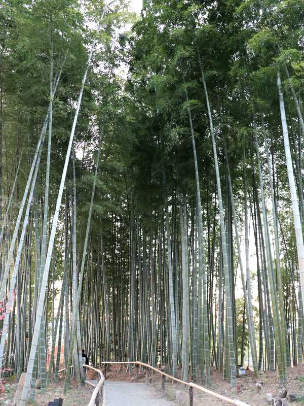 高台寺 (40)