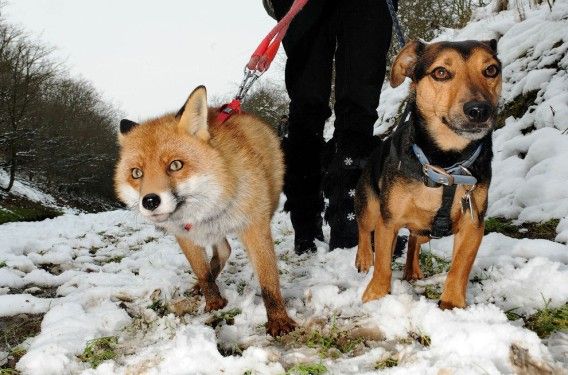 犬と狐