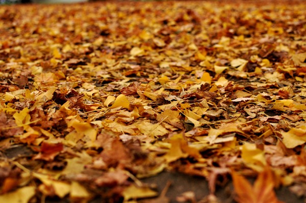 fall2011