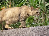 野生猫