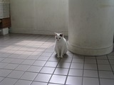 みんみん
