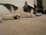 050910遊んでくれません