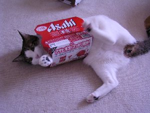 051113かろ3