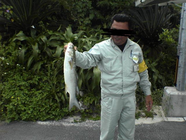 ぼら