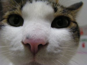 051115カロあっぷ