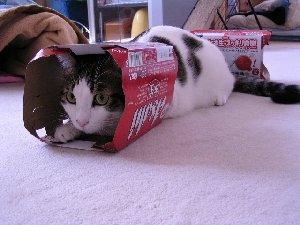 051113かろ1
