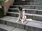 051202犬