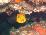 ミナミハコフグの幼魚